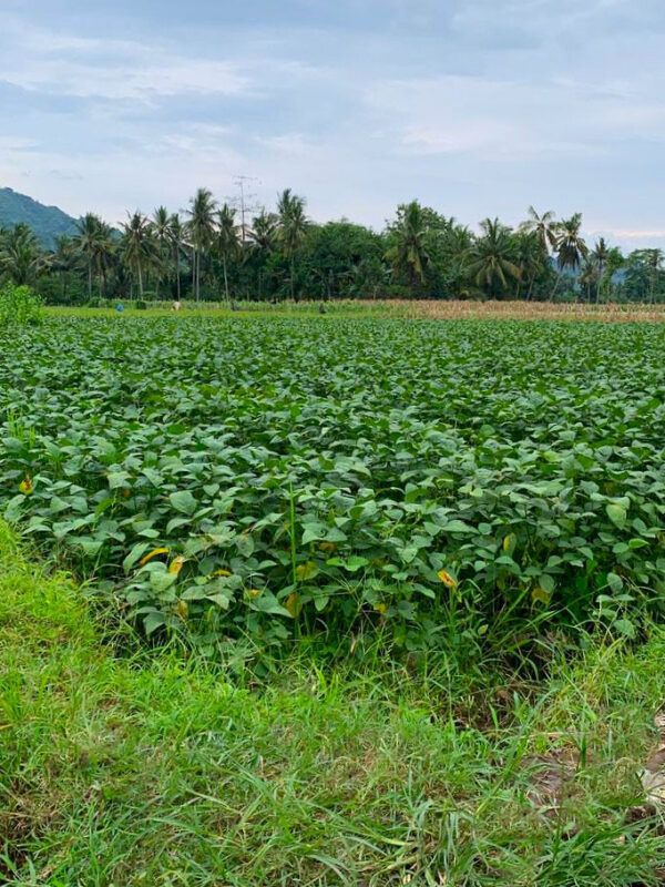 Ladang Edamame