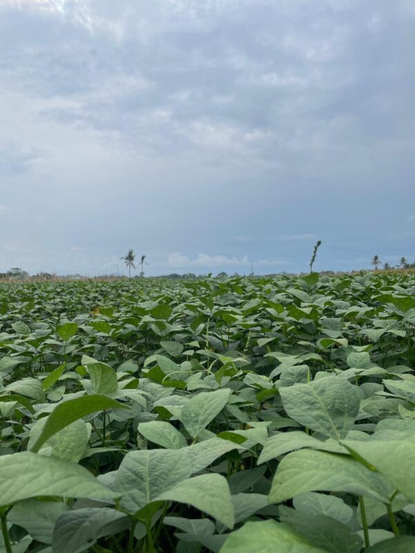 Ladang Edamame