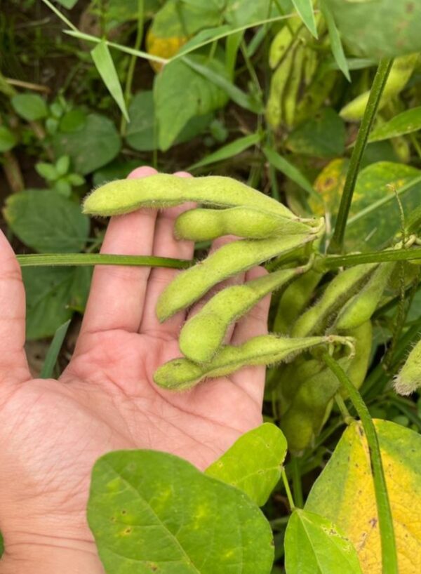 Ladang Edamame