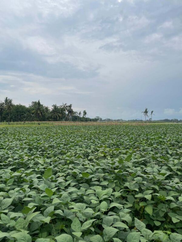 Ladang Edamame