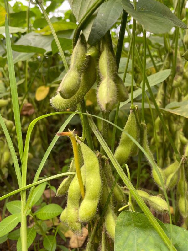 Ladang Edamame
