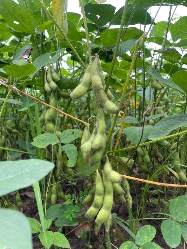 Ladang Edamame