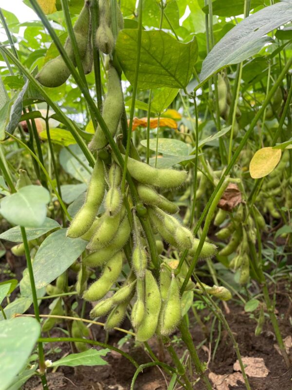 Ladang Edamame
